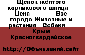 Щенок жёлтого карликового шпица  › Цена ­ 50 000 - Все города Животные и растения » Собаки   . Крым,Красногвардейское